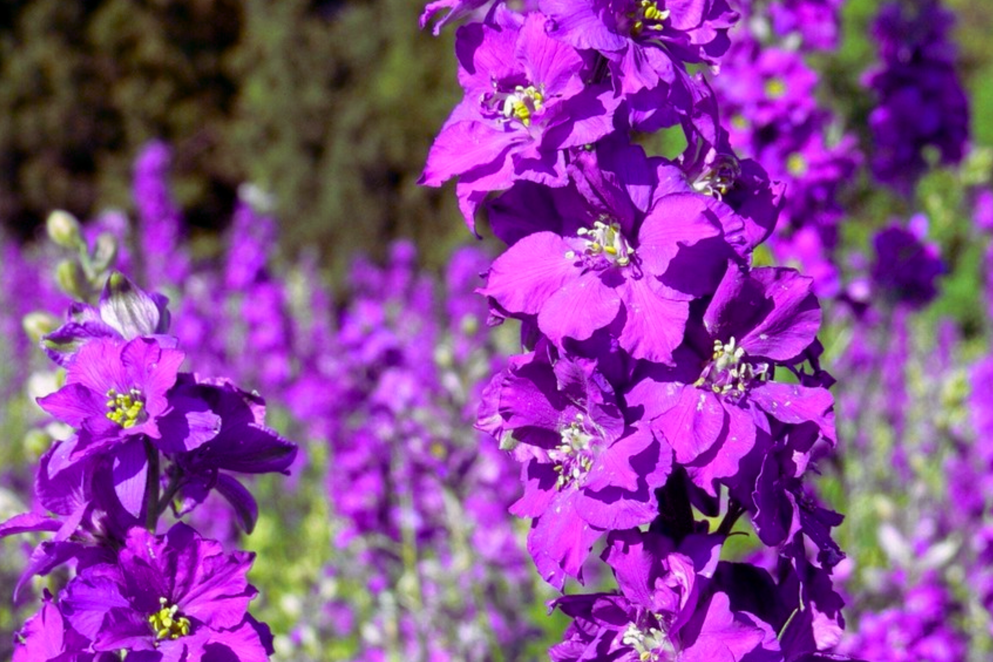 Verbascum Seeds Mix Colors – 300 PCS Perennial Flower Seeds for Garden, Purple Mullein, Verbascum Phoenicium
