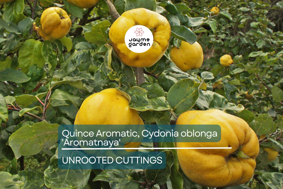 4 Hardwood Cuttings Quince Aromatic 'Aromatnaya' Cydonia oblonga | Pineapple Flavor | Self-Fertile | Disease-Resistant