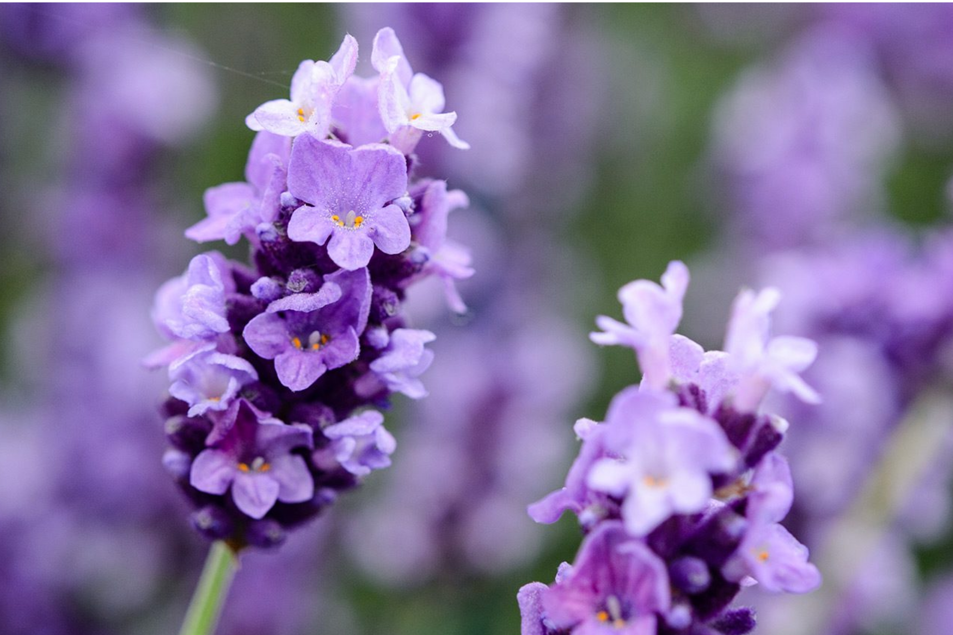 Lavender Seeds - Ellagance Snow White Flowers - Lavandula Angustifolia Perennial Herb Garden Seeds - 20 PCS