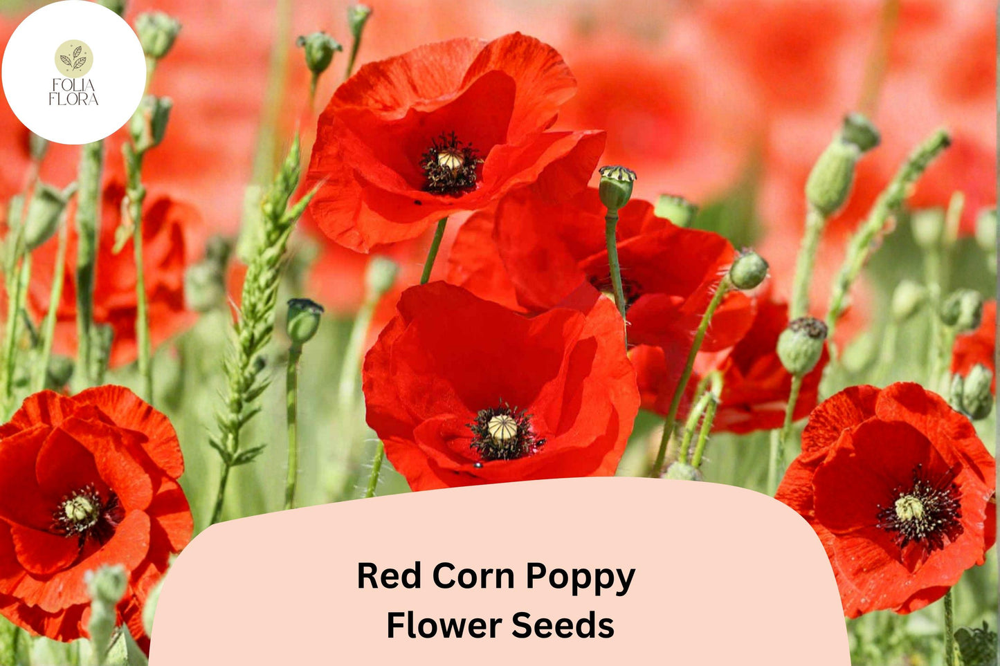 200+ Red Corn Poppy Seeds – Bright Red Blooms, Easy to Grow Annual Wildflower