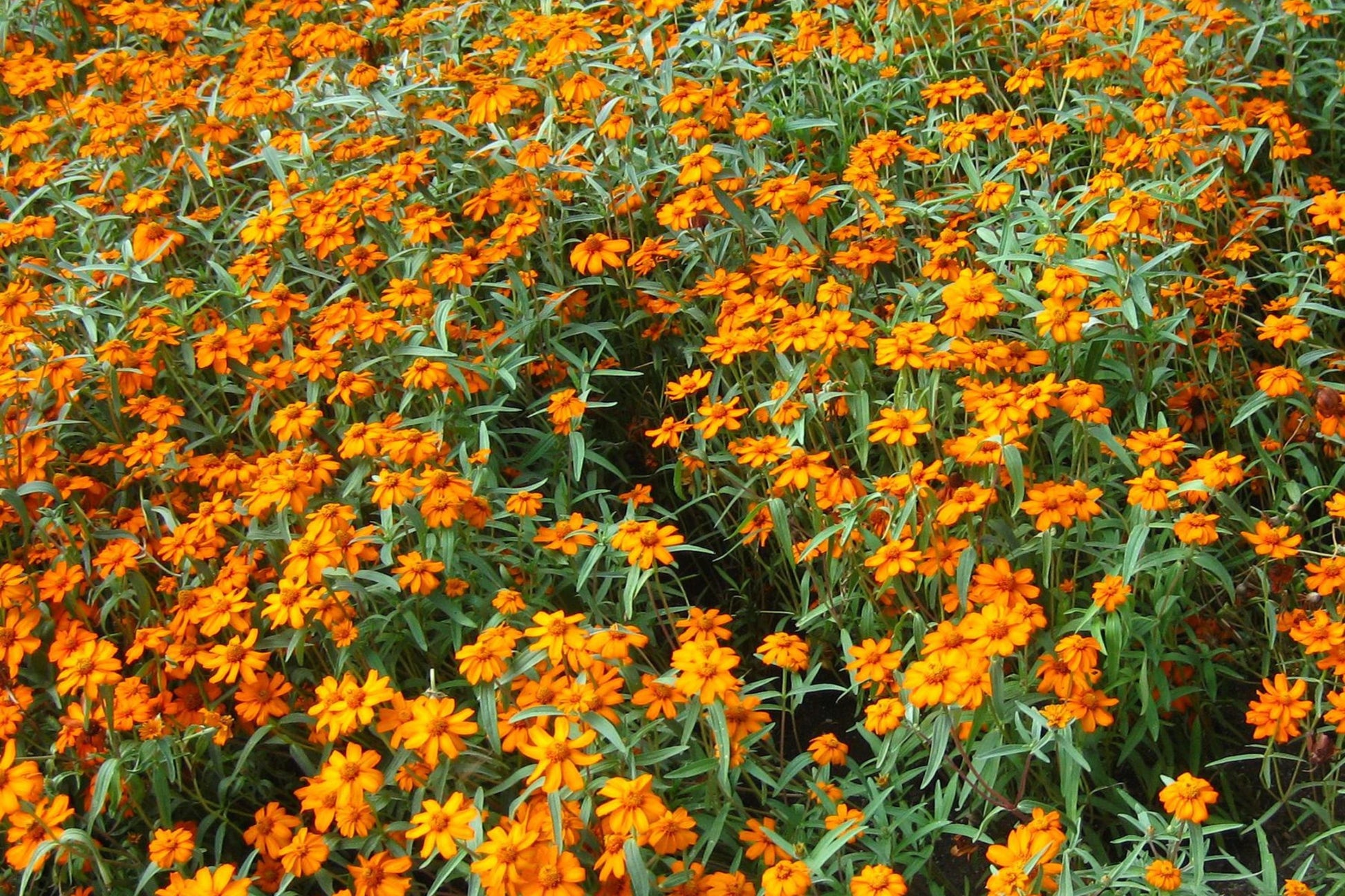 Starbright Mix Zinnia Seeds - 100+ Colorful Flowers, Pollinator & Cut Flower Garden, Zinnia elegans, Compact 12-24" Plants, USA Grown