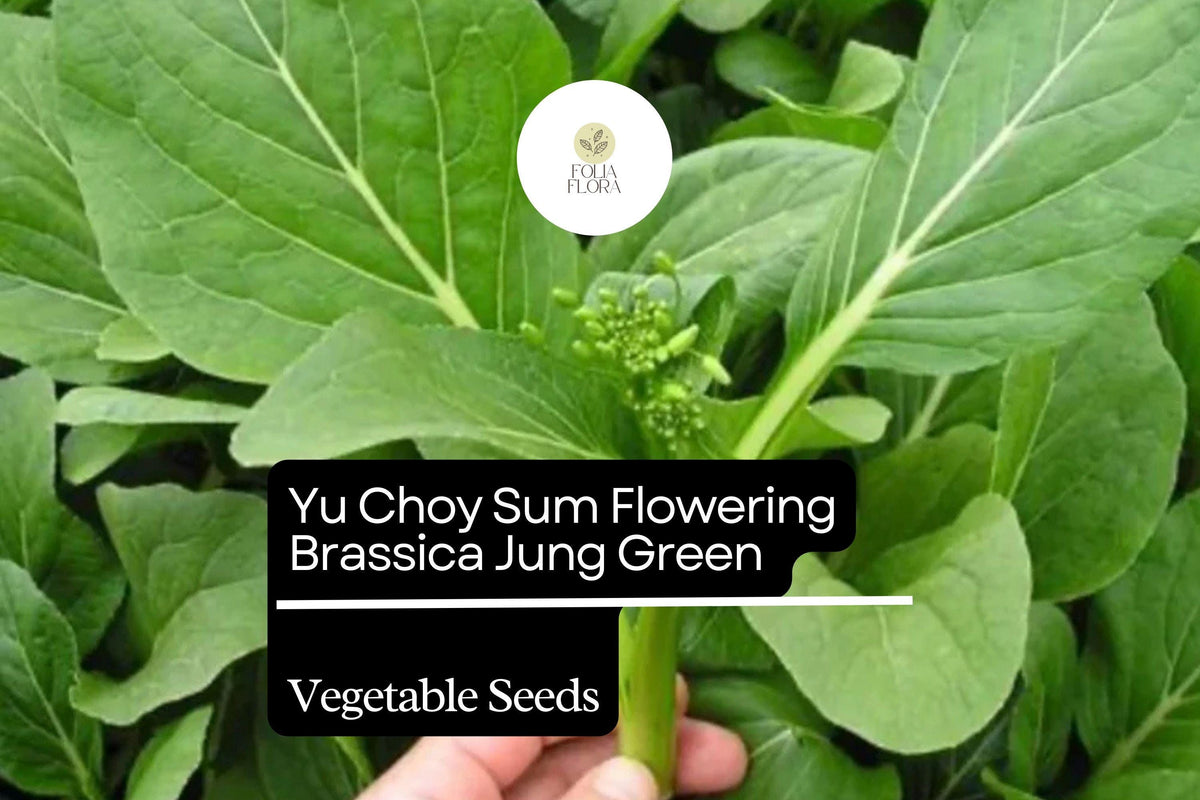 500mg Yu Choy Sum Seeds Brassica rapa Heirloom Asian Greens with Tender Stalks & Yellow Flowers