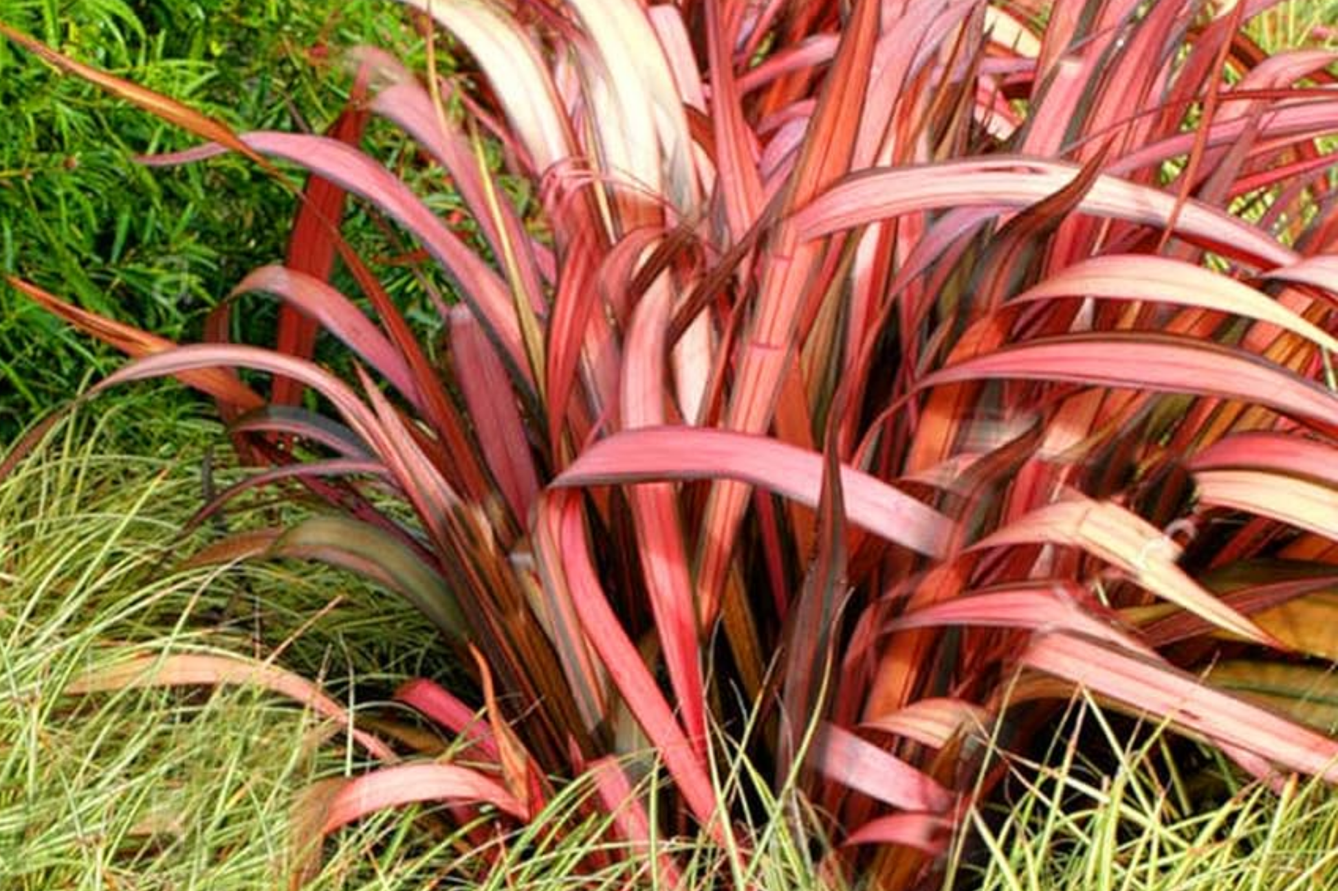 Phormium Purpureum Seeds - 15 Pack, New Zealand Flax, Purple Foliage, Ornamental Grass, Phormium tenax