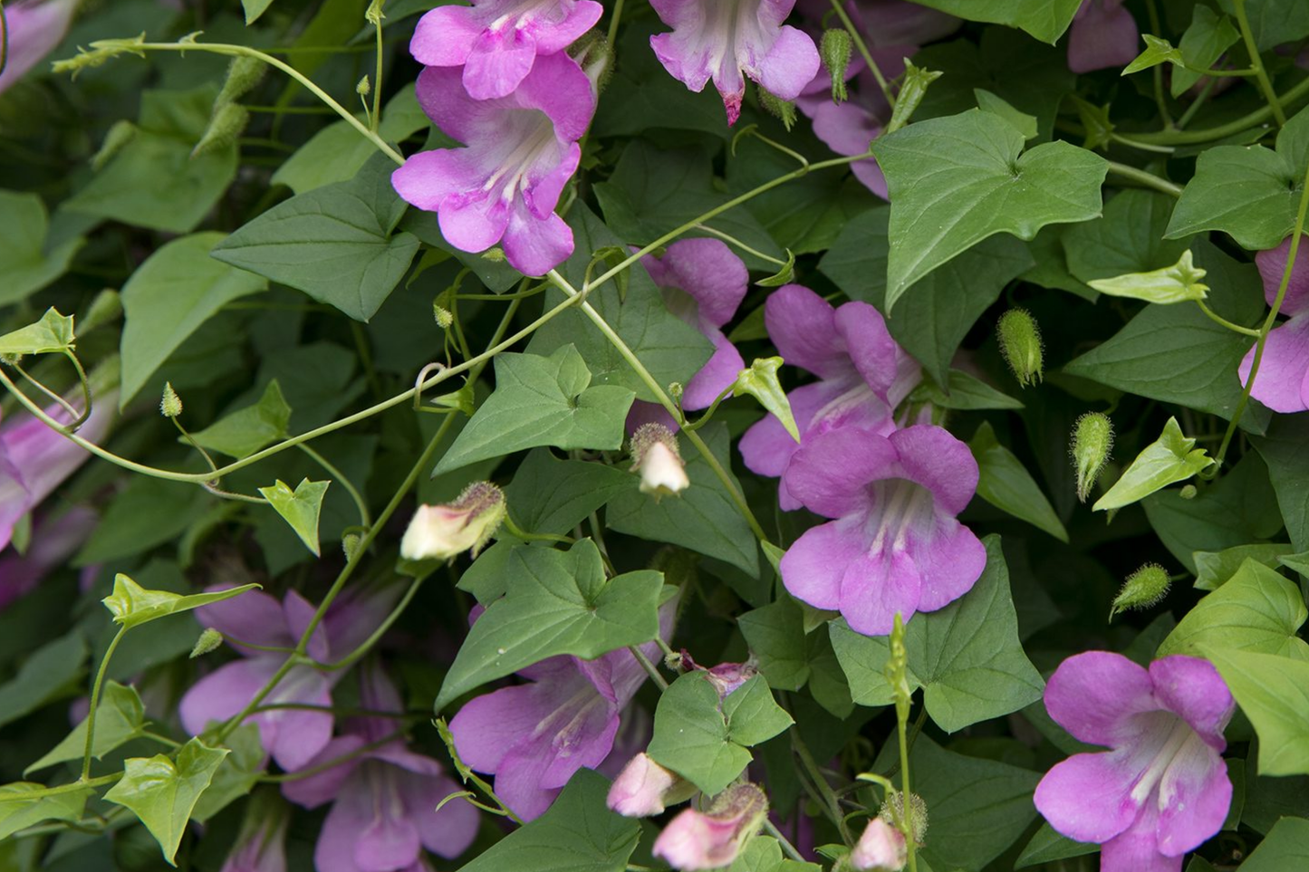 Climbing Snapdragon Seeds 25 Pack - Violet Asarina Scandens Perennial Vine for Garden Trellises & Ground Cover
