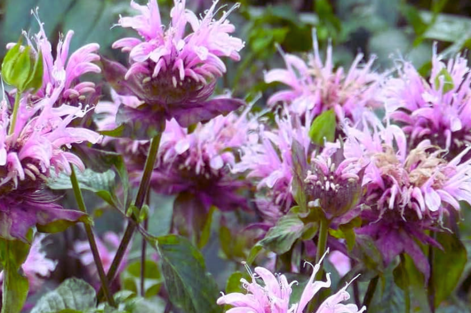 Wild Bergamot Seeds - 600 Open-Pollinated Monarda fistulosa Perennial for Pollinators