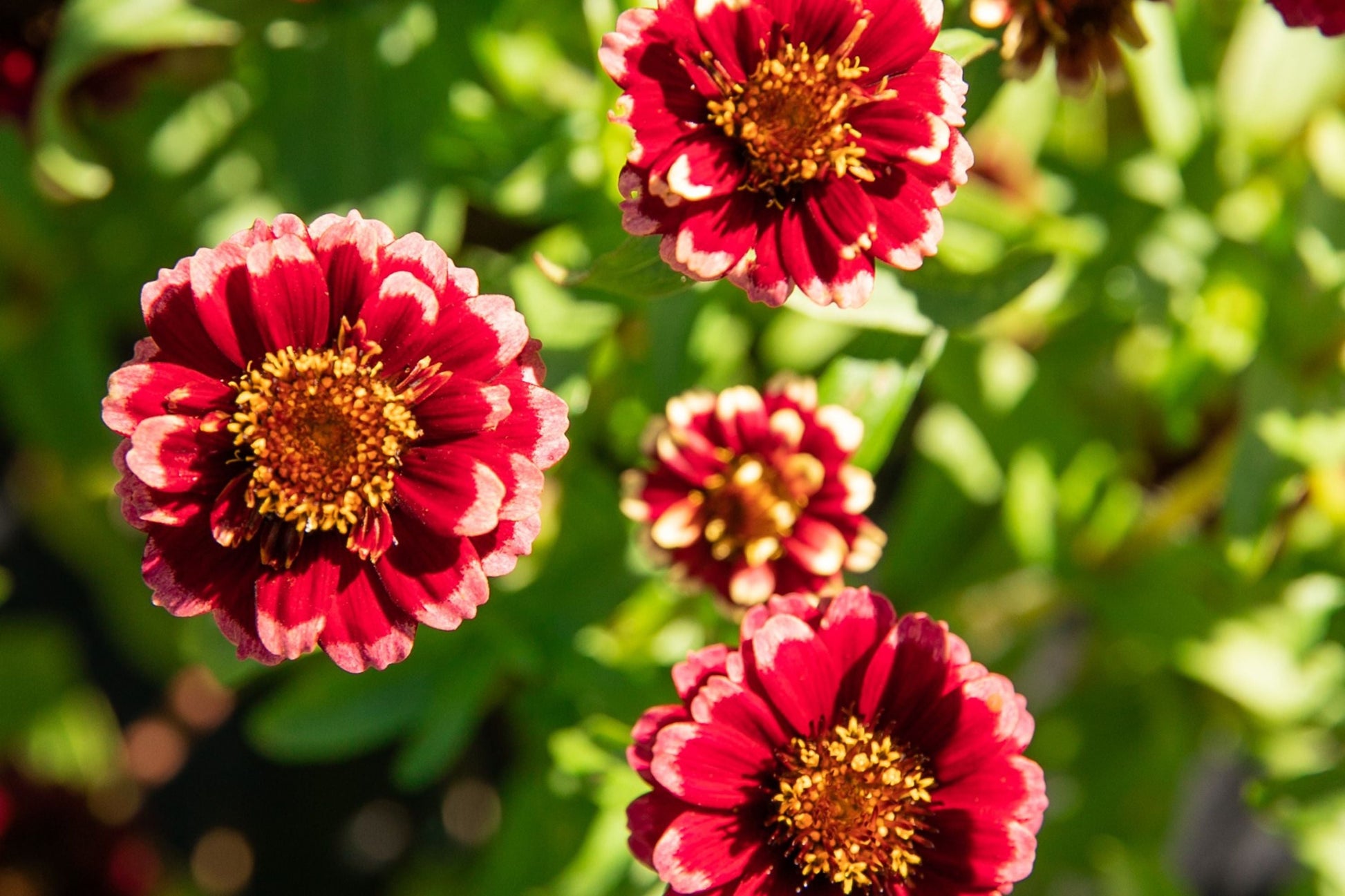Aztec Burgundy Bicolor Zinnia Seeds – 100+ Heirloom Flower Seeds for Cut Flowers & Pollinator Gardens, Sunset Colors, Zinnia elegans