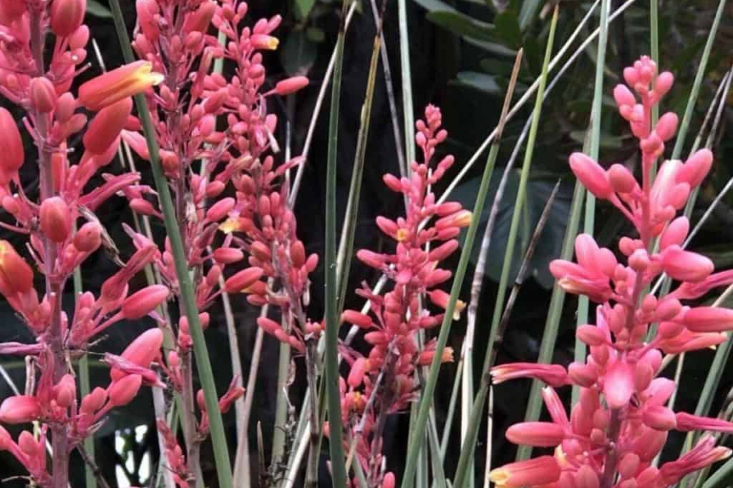 Hesperaloe Parviflora Seeds - Red Yucca, Heat Tolerant, Drought Resistant, Full Sun, Texas Native, 50 Seeds