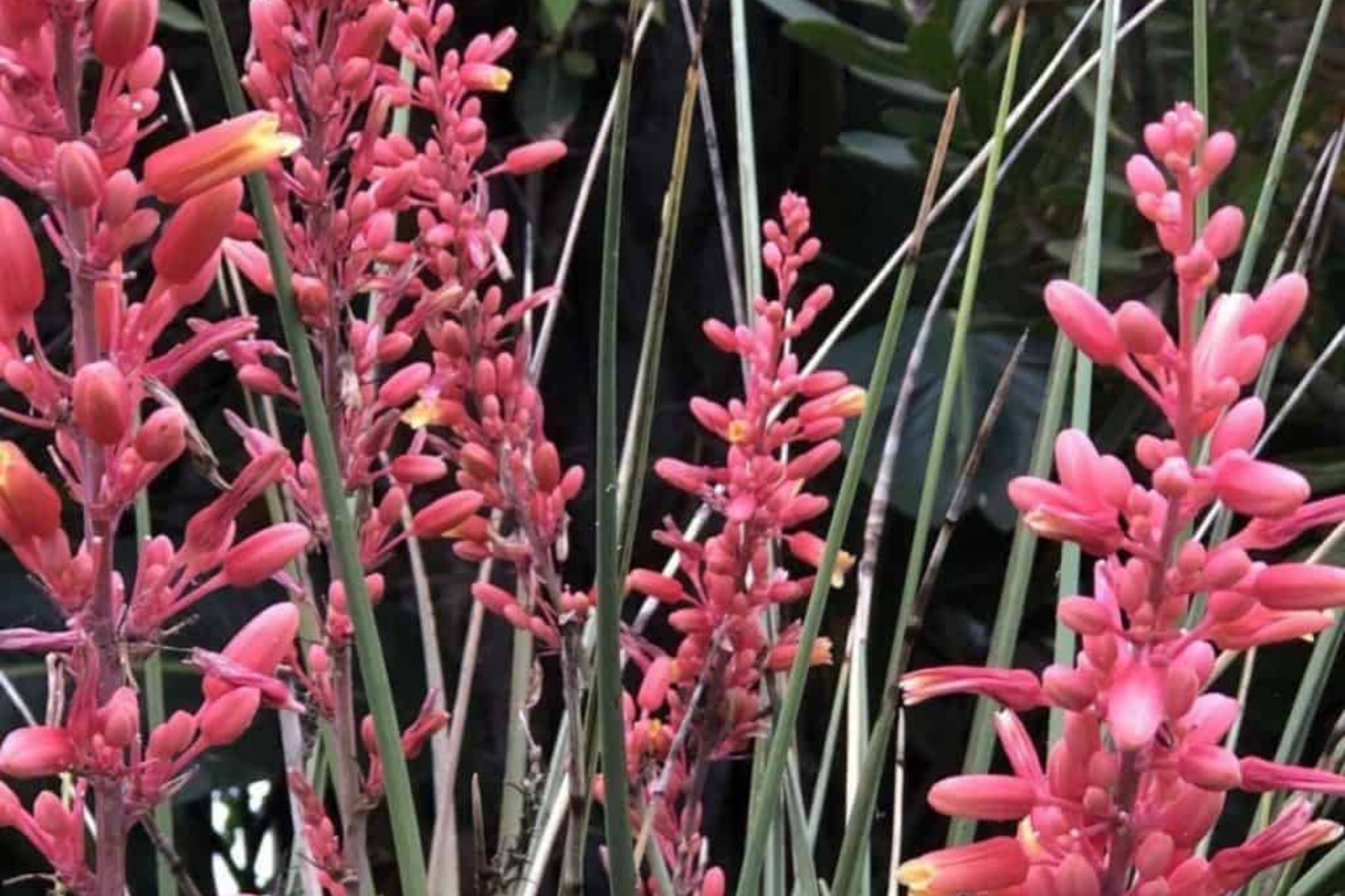 Hesperaloe Parviflora Seeds - Red Yucca, Heat Tolerant, Drought Resistant, Full Sun, Texas Native, 50 Seeds