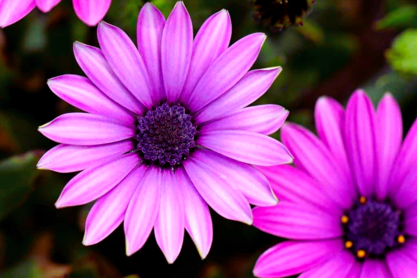 Osteospermum Flower Seeds, Mixed Colors, Perennial Garden Seeds, Daisy-Like Blooms, Osteospermum spp.