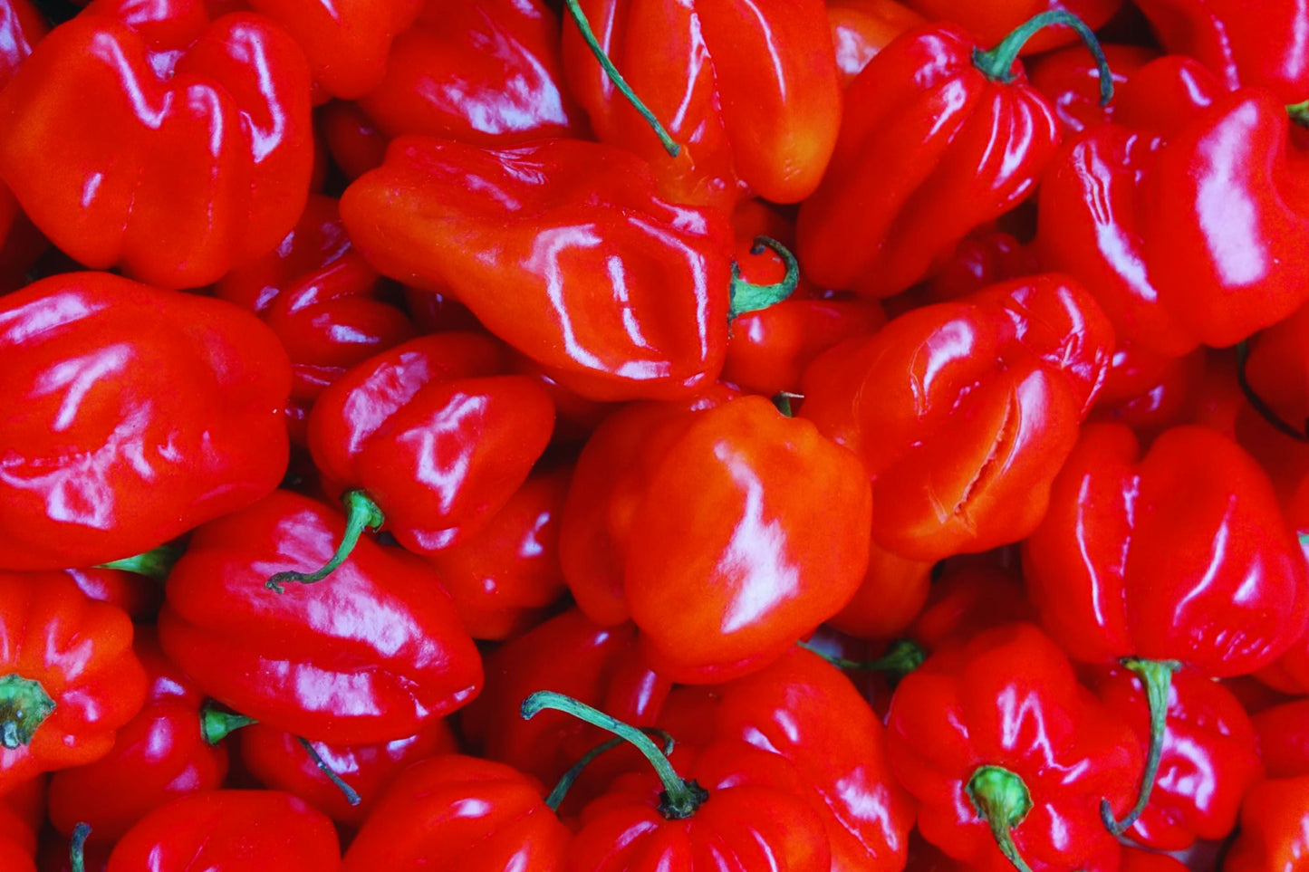 Red Scotch Bonnet Pepper Seeds - 25+ Organic Non-GMO Capsicum chinense Seeds