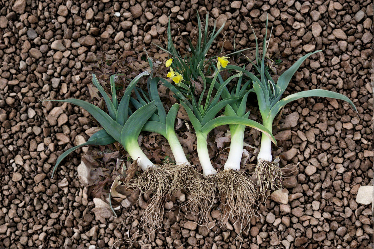 Leek Seeds - 150 American Flag Heirloom Seeds | Long White Shafts | Cold-Hardy Allium ampeloprasum var. porrum