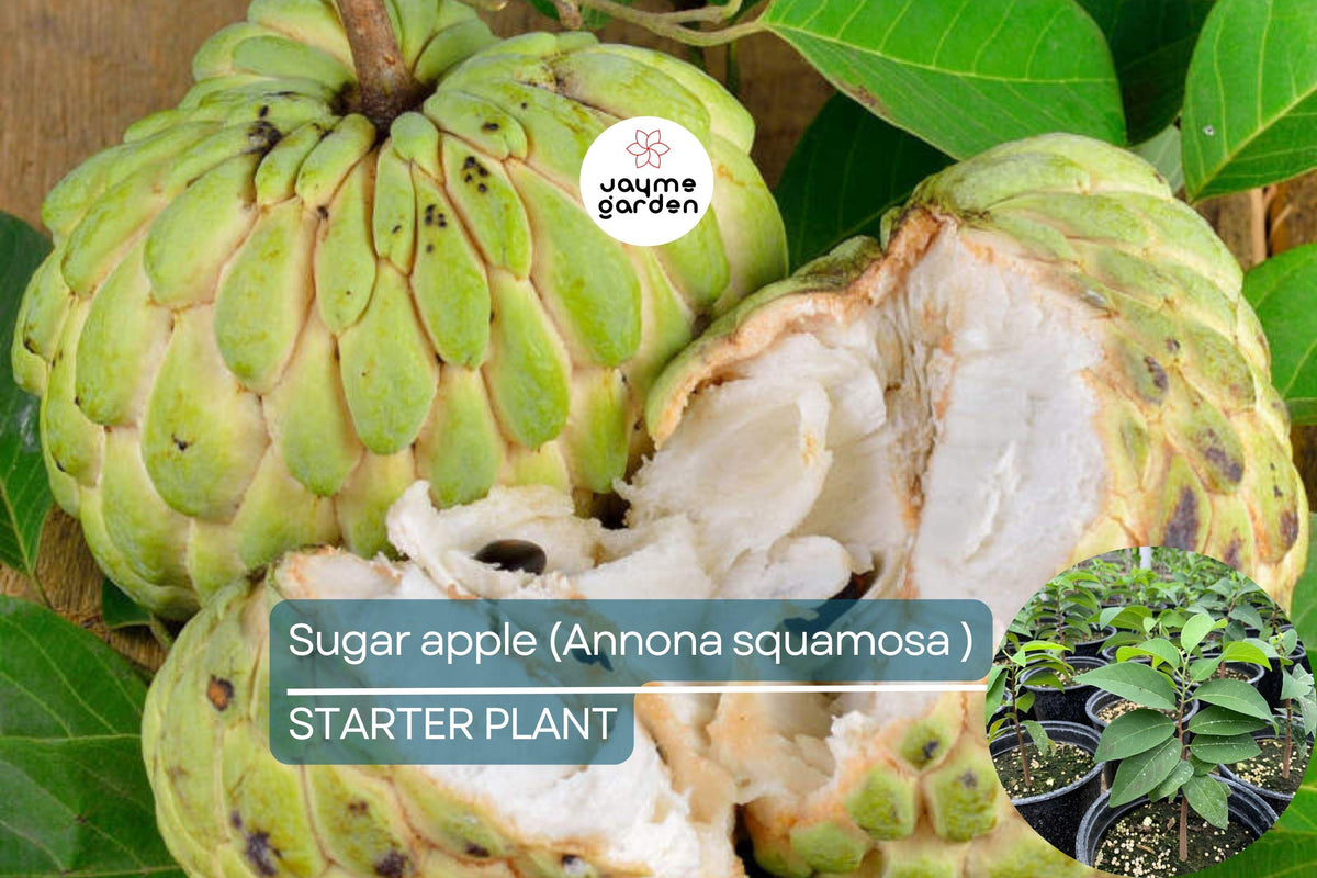 Sugar Apple Tree 12"-24" Live Tropical Fruit Tree | Annona squamosa | Sweet Custard Apple Plant for Garden or Patio