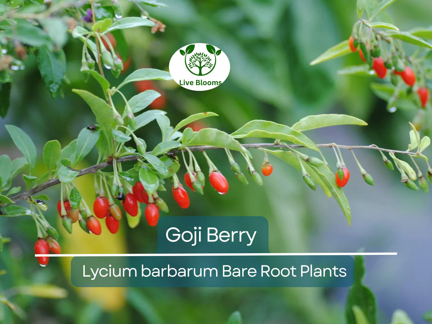 3 Goji Berry Plants Bare Root + 3 Cuttings – Lycium Barbarum Superfruit Shrub for USDA Zones 5-9