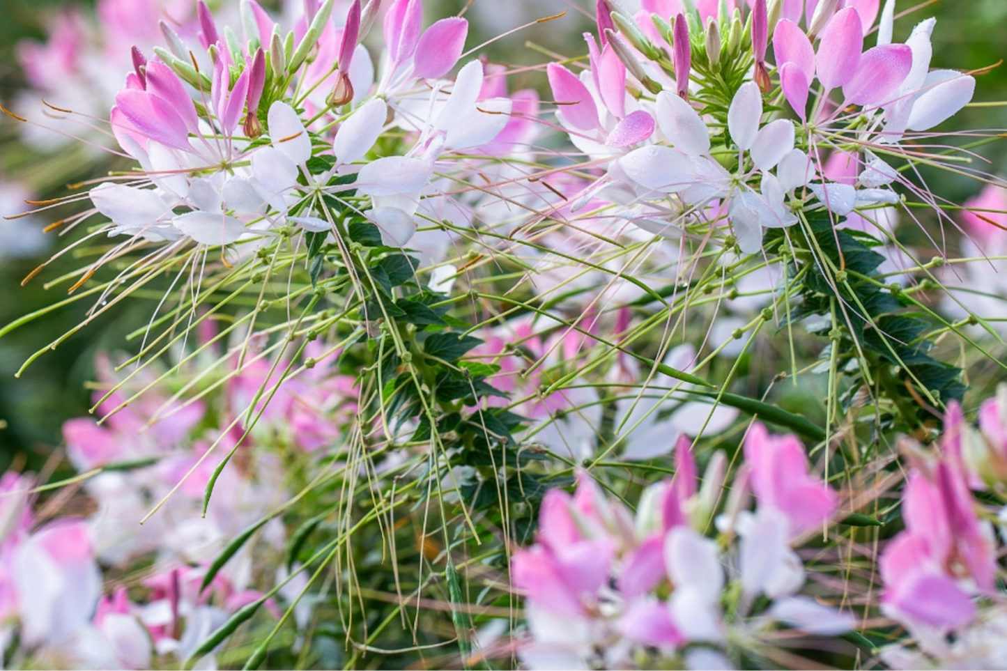 Cleome Seeds - Queen Mix 50 Count - Pink, Purple, Rose, White - Cleome hassleriana - Annual Garden Flower Seeds