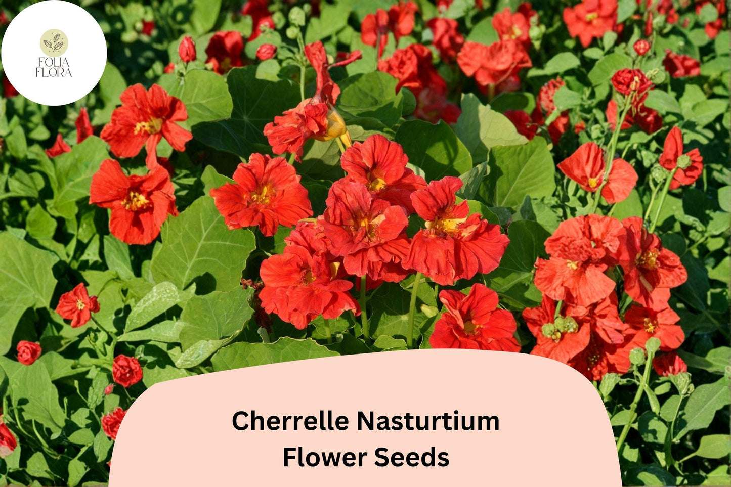 50+ Cherrelle Nasturtium Seeds | Tropaeolum majus | Red-Orange Bicolor Blooms for Garden Beds & Containers