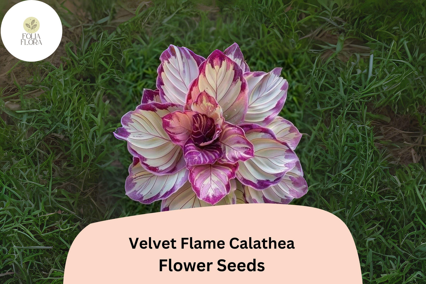 Velvet Flame Calathea Seeds - 25+ Exotic Tropical Foliage Seeds for Indoor & Garden