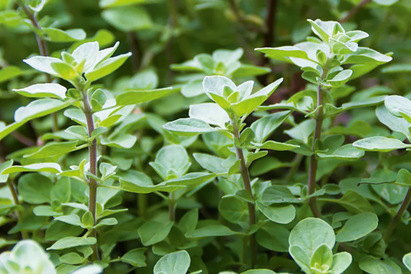 Sweet Oregano Seeds - 1,000 PCS - Aromatic Herb for Cooking - Origanum Vulgare - Italian, Greek, Mexican Cuisine