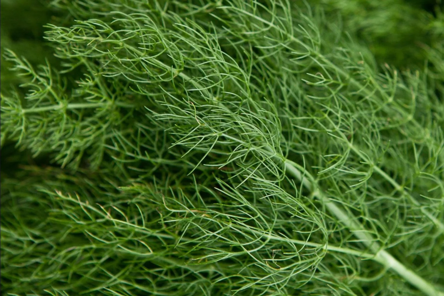 Dill Herb Seeds 500 Pack Anethum graveolens Microgreen, Culinary, Pickling, Easy Grow