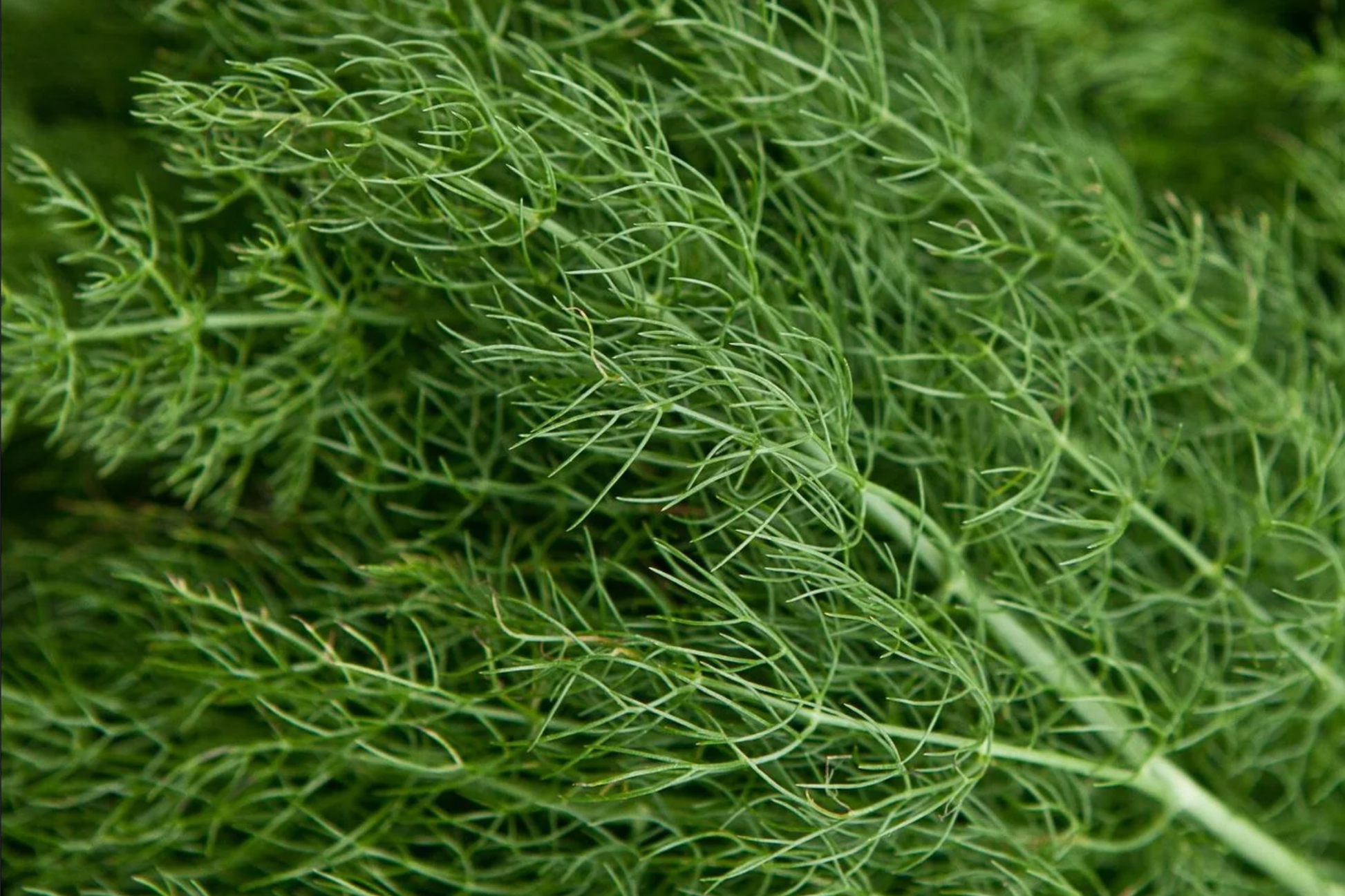 Dill Herb Seeds 500 Pack Anethum graveolens Microgreen, Culinary, Pickling, Easy Grow