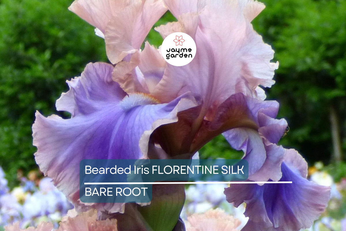 Bearded Iris Florentine Silk - Pink Lavender Purple Blooms, Fragrant, Deer-Resistant, Iris germanica 'Florentine Silk'