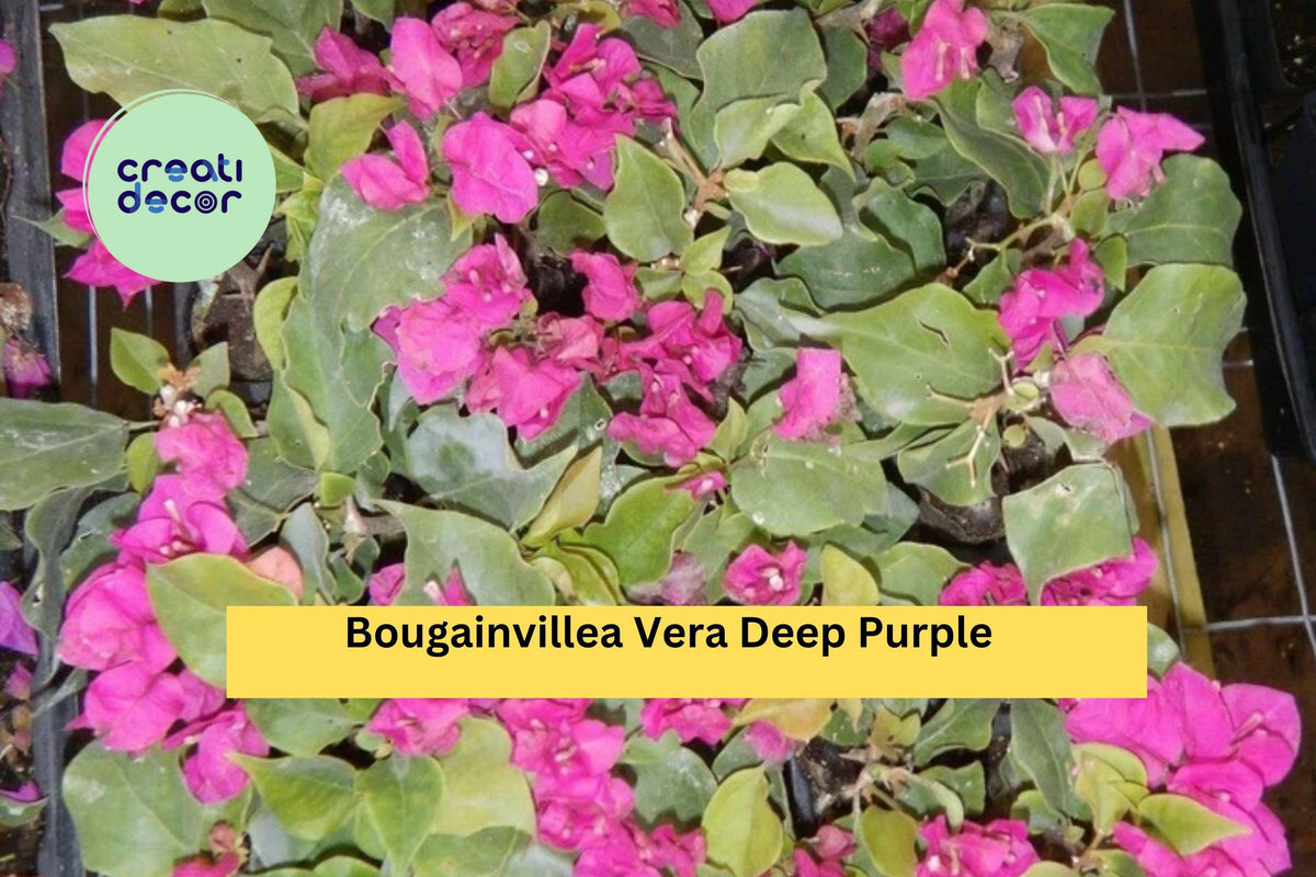 Bougainvillea Starter Plug Plant | Vera Deep Purple Variety | Flowering Vine | Bougainvillea spp. | Well Rooted for Garden
