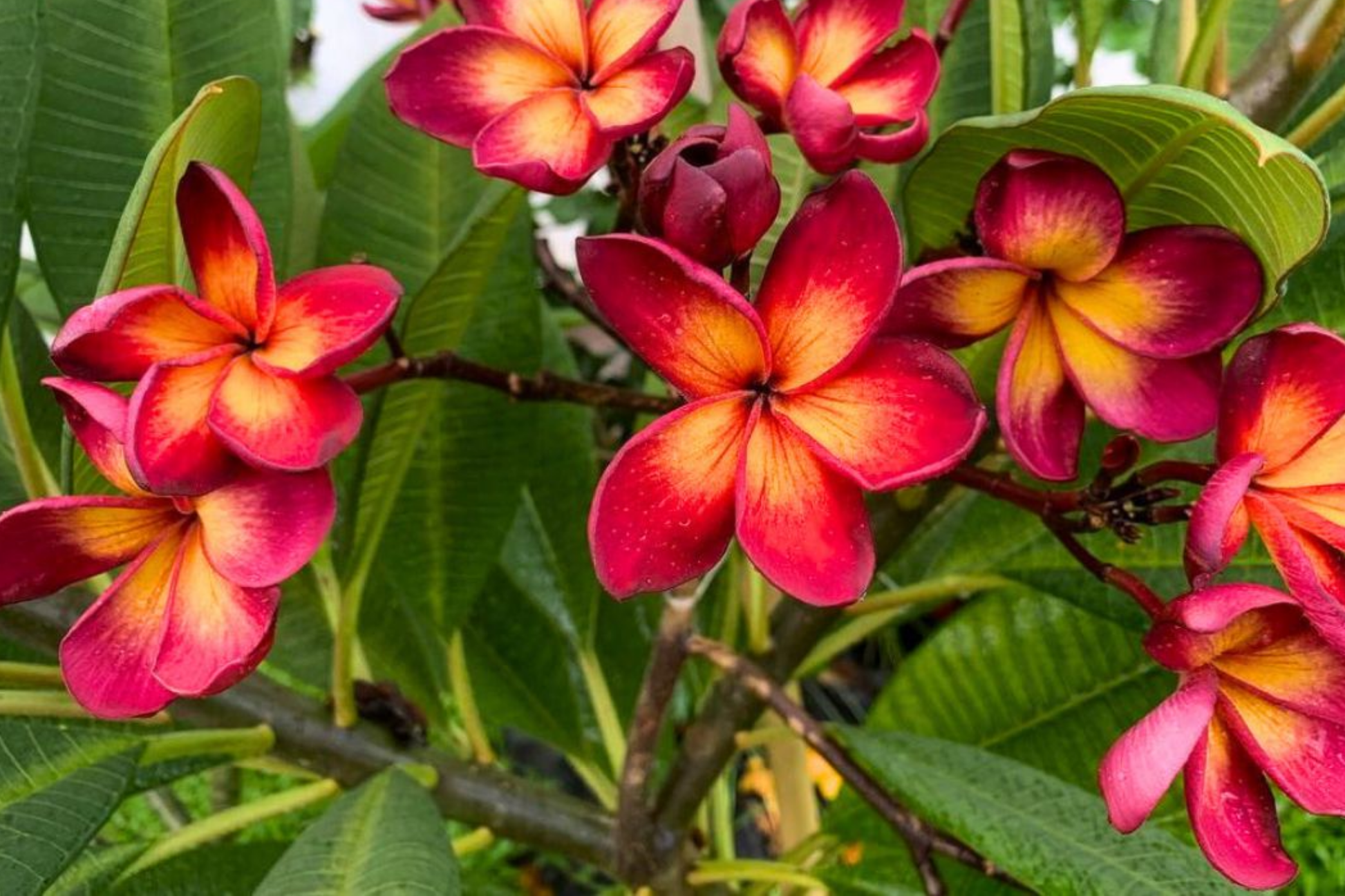 Plumeria Rubra Seeds - Frangipani Mixed Set of 25 - Tropical Flowering Plants for Garden & Container Growth