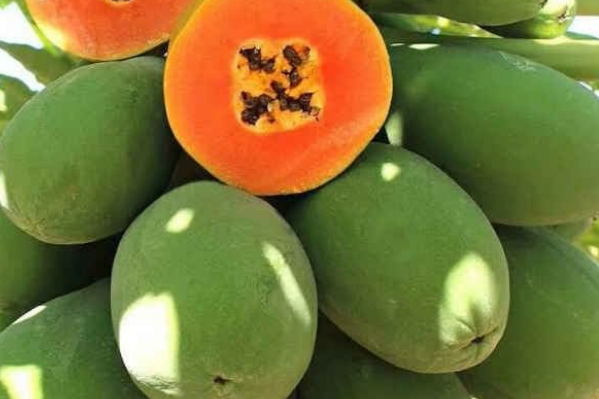 Papaya Seeds 30 Pack, Dwarf Hovey Carica L., Rare Tropical Fruit Tree Seeds for Outdoor Gardening & Bonsai