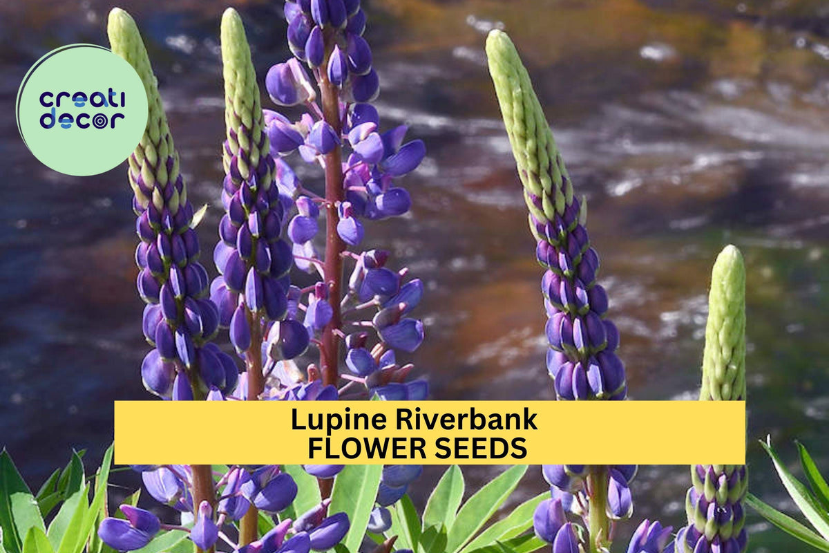 Lupine Riverbank Seeds 3pcs 500mg - Native Wildflower for Erosion Control, Pollinator Gardens | Lupinus rivularis