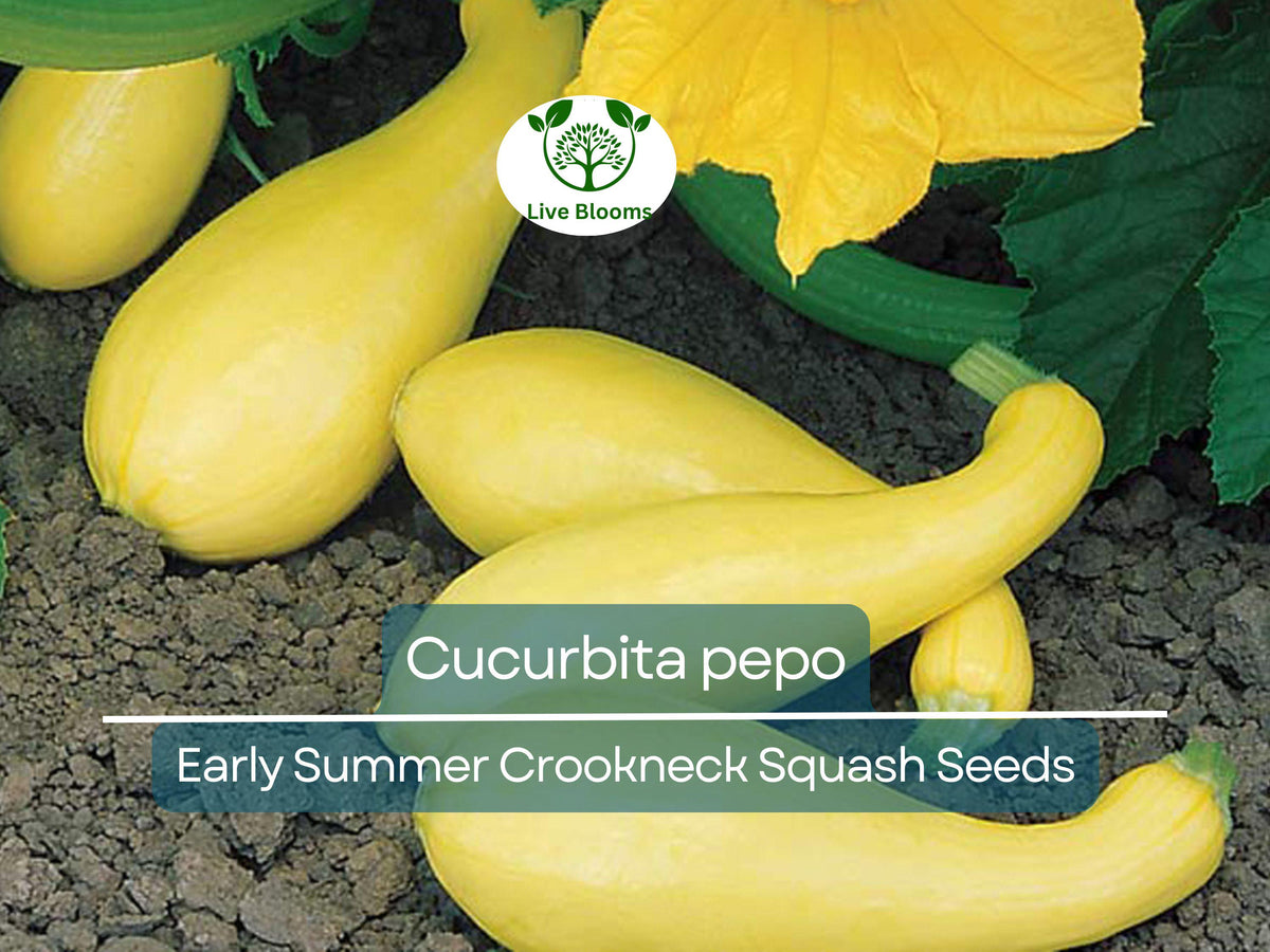10 Seeds Early Summer Crookneck Squash Heirloom - Cucurbita pepo for Planting, Gardening, Fresh Harvests, Yellow Summer Squash