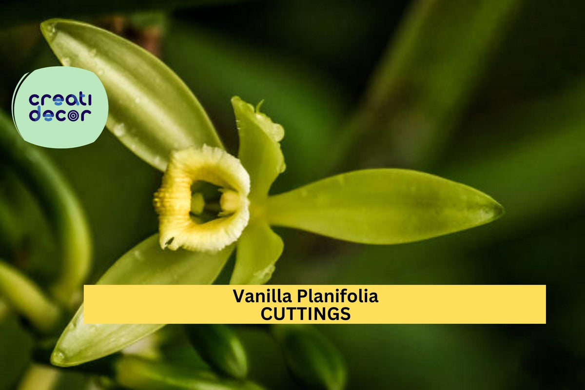 Vanilla Planifolia Cutting 12" Fresh Climbing Orchid Vine for Edible Vanilla Beans