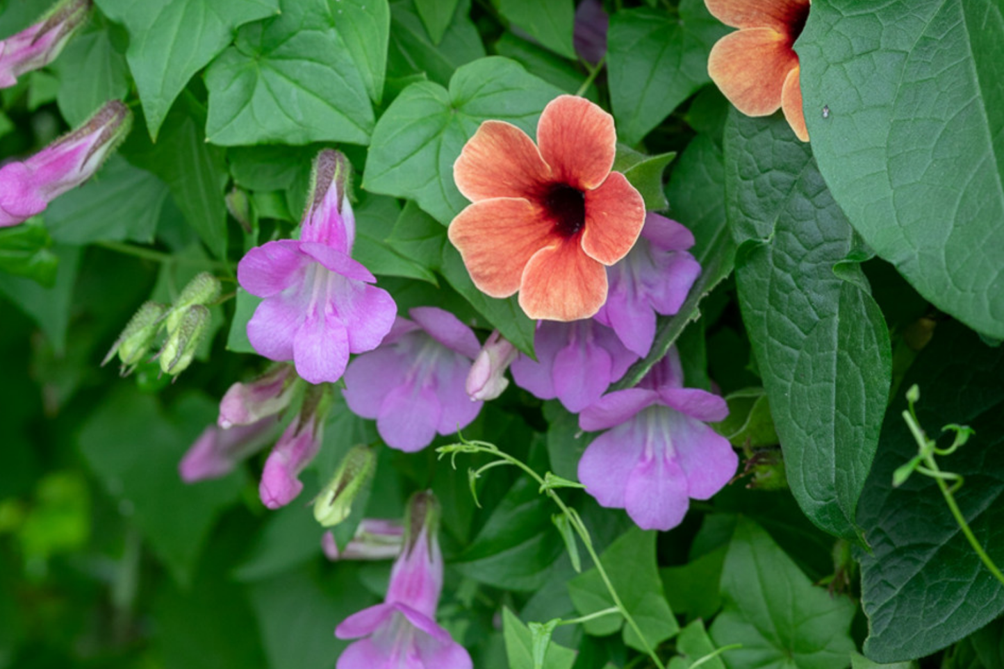 Climbing Snapdragon Seeds 25 Pack - Rose Asarina Scandens Perennial Vining Plant for Vertical Gardens