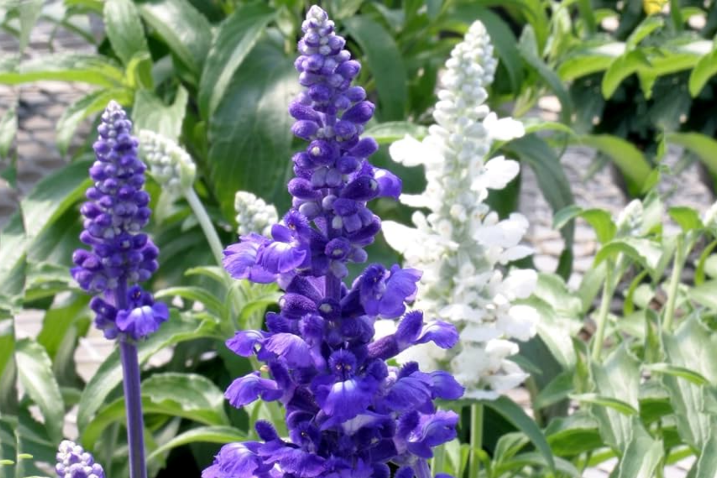 Salvia Seeds Blue Victory - 100 PCS Salvia farinacea for Butterfly & Hummingbird Gardens