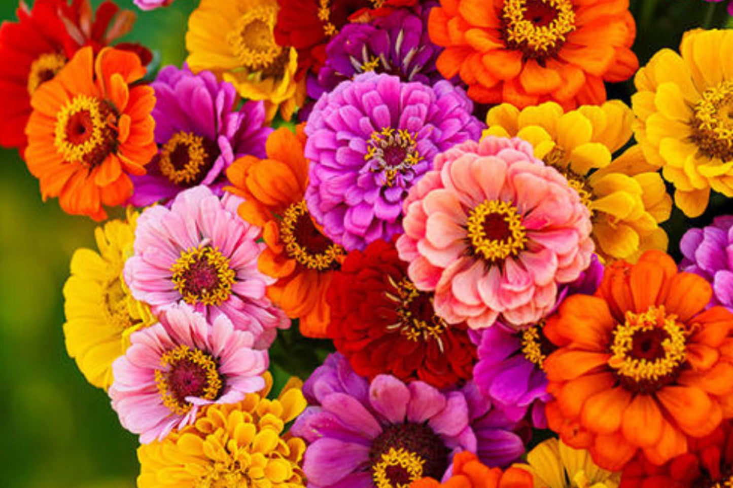 California Giants Gerbera Daisy Seeds – 200 Flower Seeds, Vibrant Mix, 3-4" Blooms, Gerbera jamesonii, Cut Flower & Pollinator Garden