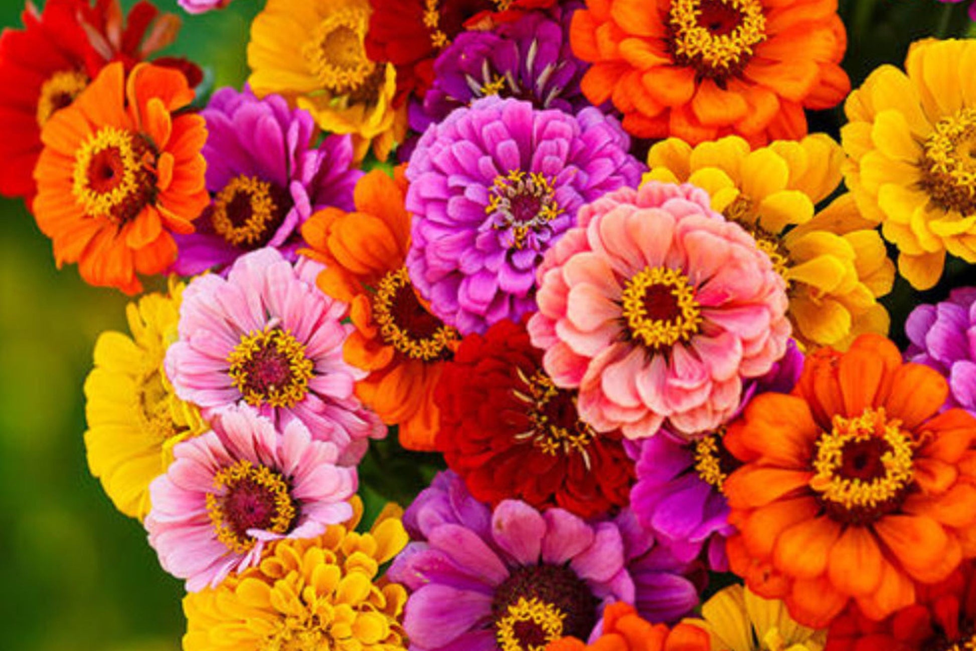 California Giants Gerbera Daisy Seeds – 200 Flower Seeds, Vibrant Mix, 3-4" Blooms, Gerbera jamesonii, Cut Flower & Pollinator Garden
