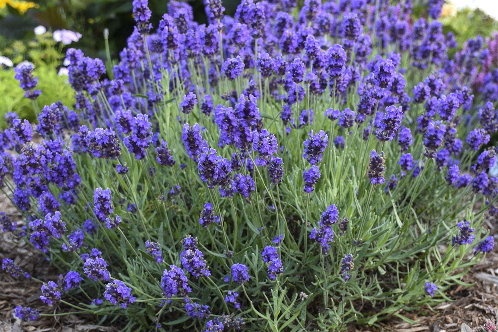 English Lavender Seeds - 50+ Lavandula angustifolia Perennial, Deer Resistant, Gritty Soil Preferred, USDA Zones 6-9