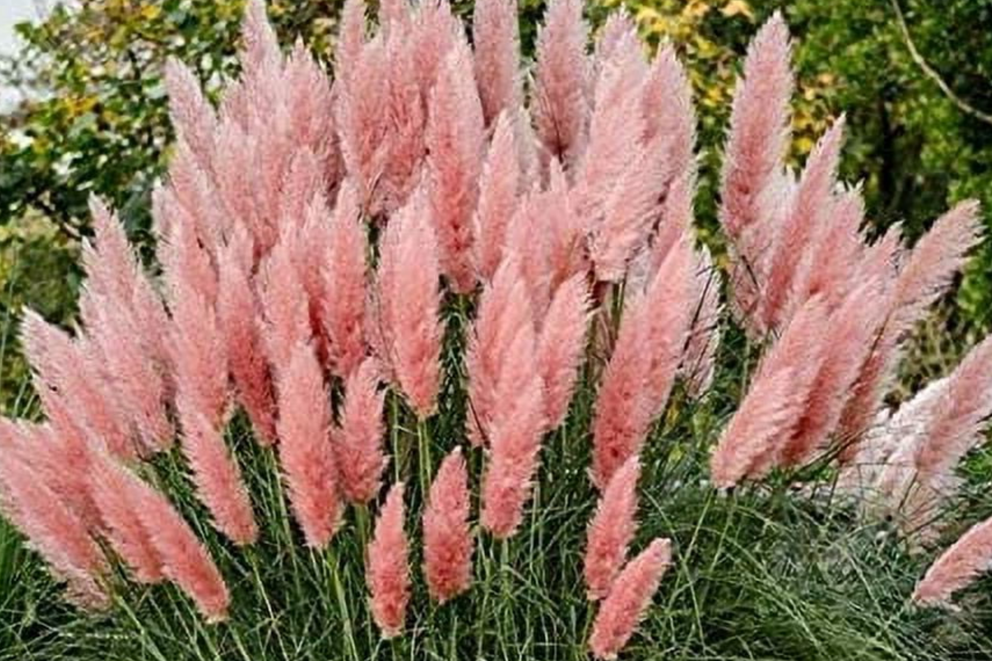 Pink Pampas Grass Seeds 100 PCS Ornamental Cortaderia Selloana for Garden Landscaping & Air Purifying
