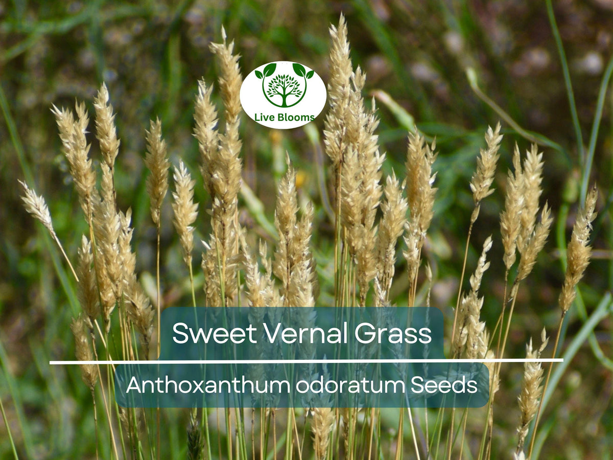 300 Sweet Vernal Grass Seeds - Vanilla Herb (Anthoxanthum odoratum), Fragrant Perennial, Easy to Grow Aromatic Lawn Plant