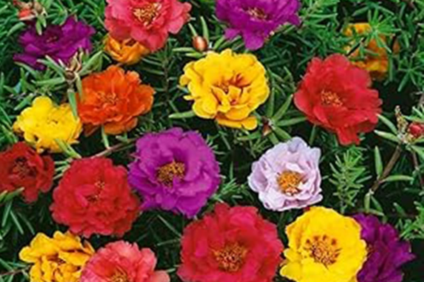 Moss Rose Seeds 500 Count - Portulaca Grandiflora Mixed Colors Ground Cover