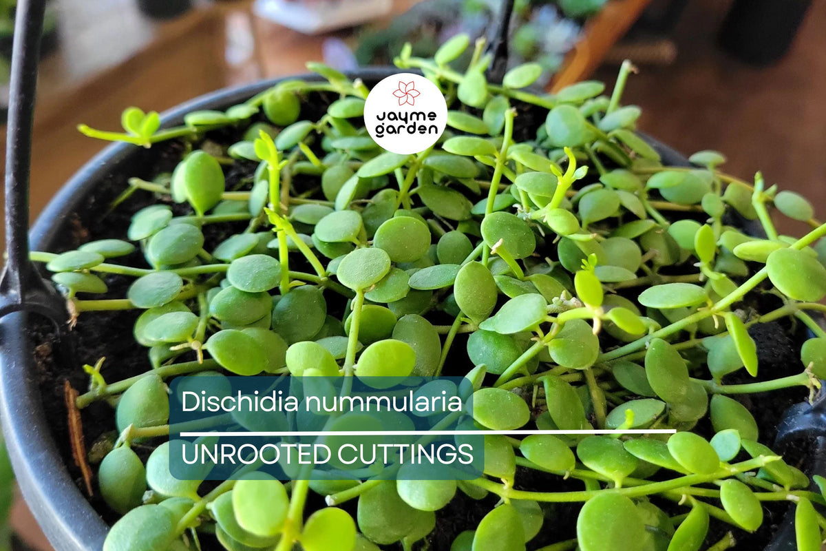 Dischidia Nummularia Cutting | Fresh 1 Cutting | Easy to Grow Hanging Basket Plant | Epiphytic Green Houseplant