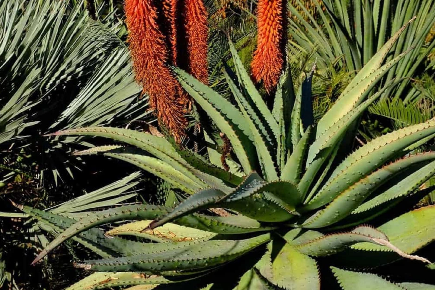 Aloe Speciosa Seeds - 20 Pack, Succulent Seeds for Planting, Rosette-Forming Aloe, Drought-Tolerant, Indoor & Outdoor Gardening