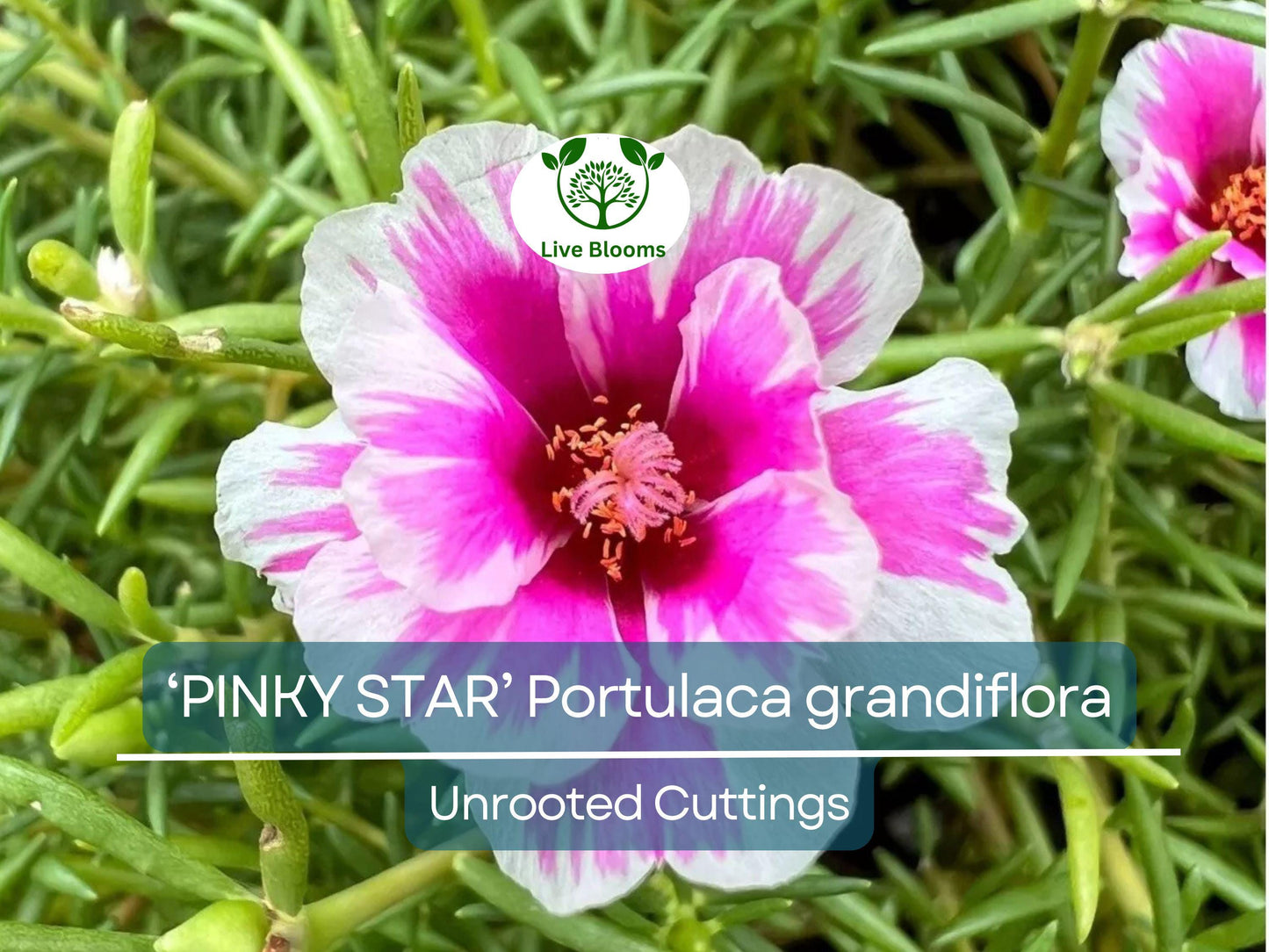 10 PINKY STAR Portulaca grandiflora Unrooted Cuttings - Bright Pink Moss Rose Succulent for Indoor & Outdoor