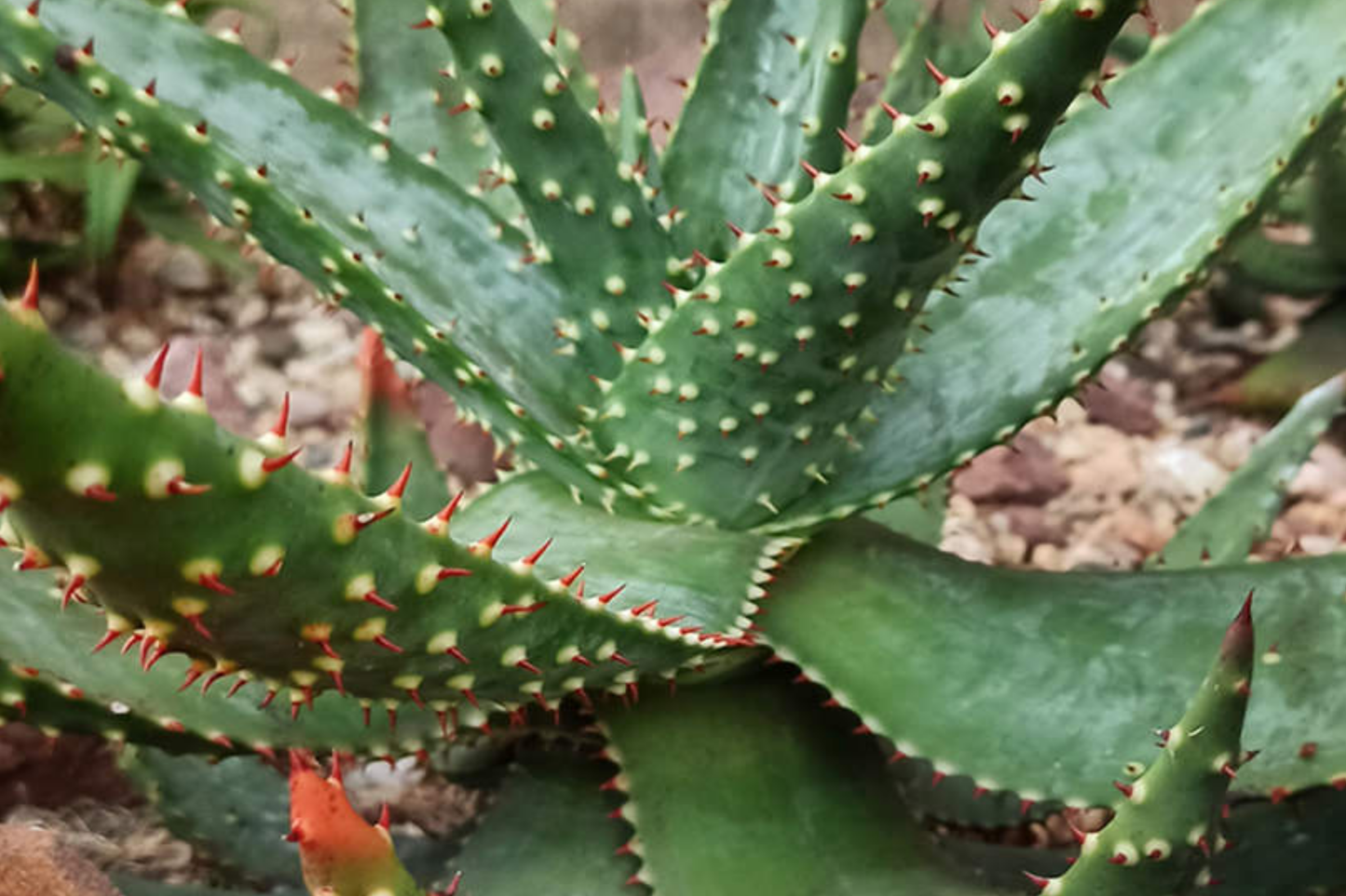Aloe Aculeata Seeds - 10 PCS Hardy South African Succulent with Yellow & Red Flowers, Low Water, Heat Tolerant