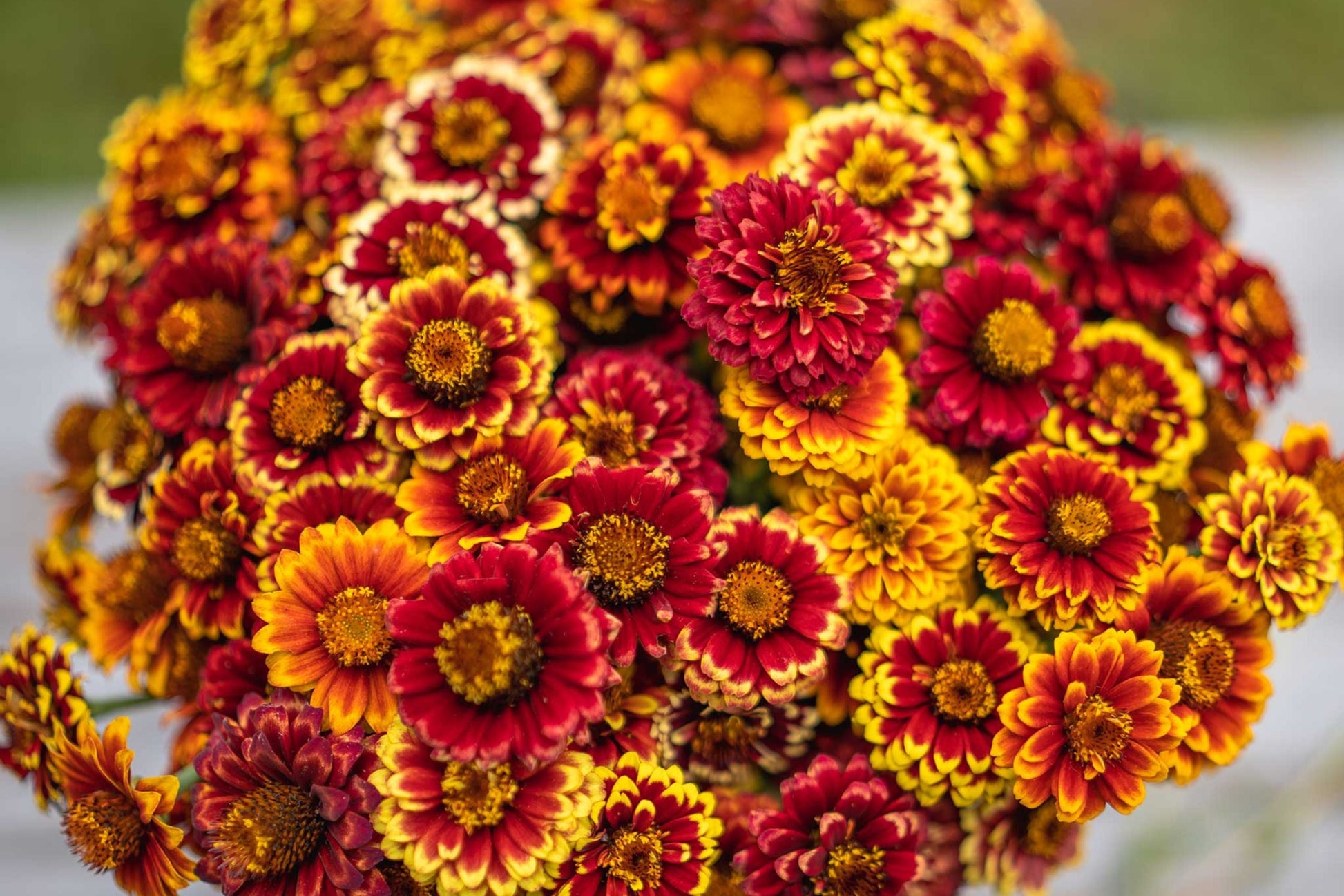 Aztec Sunset Zinnia Seeds - 100+ Heirloom Flower Seeds, Zinnia elegans, Sunset Colors, Pollinator & Cut Flower Garden, Drought Tolerant, USA Grown