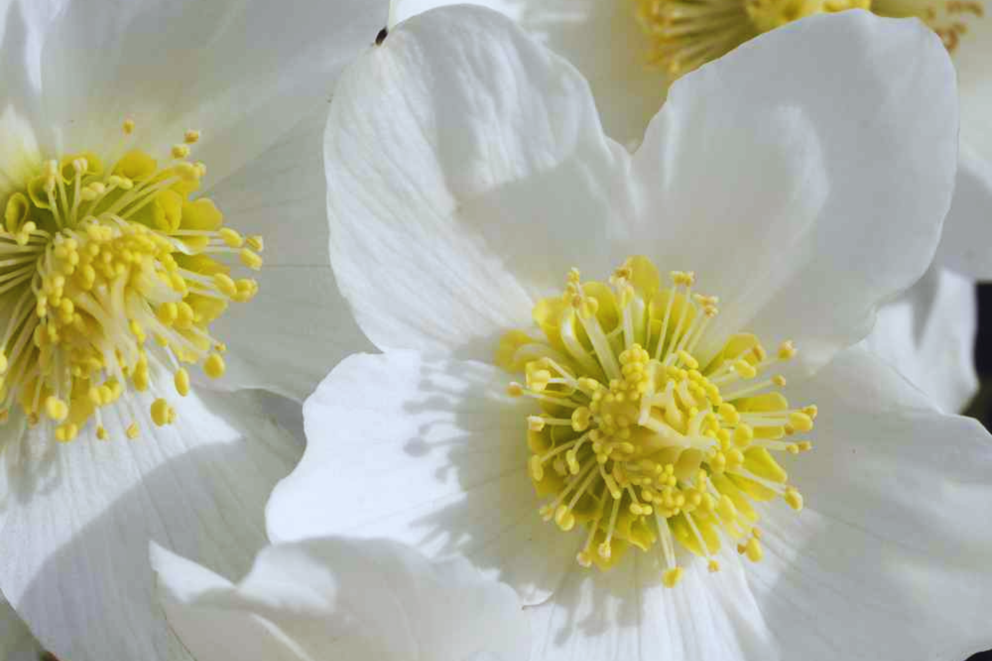 Christmas Rose Seeds 12 Pack - White Flowers - Helleborus Niger - Perennial Winter Bloomer - Deer Resistant Ground Cover
