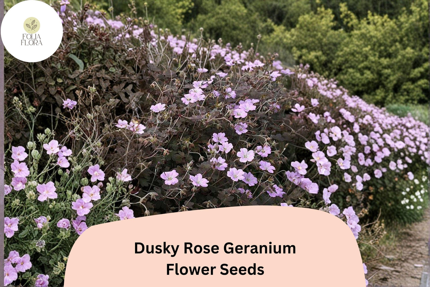 25+ Dusky Rose Geranium Seeds | Hardy Perennial with Pink Blooms for Garden Borders & Ground Cover