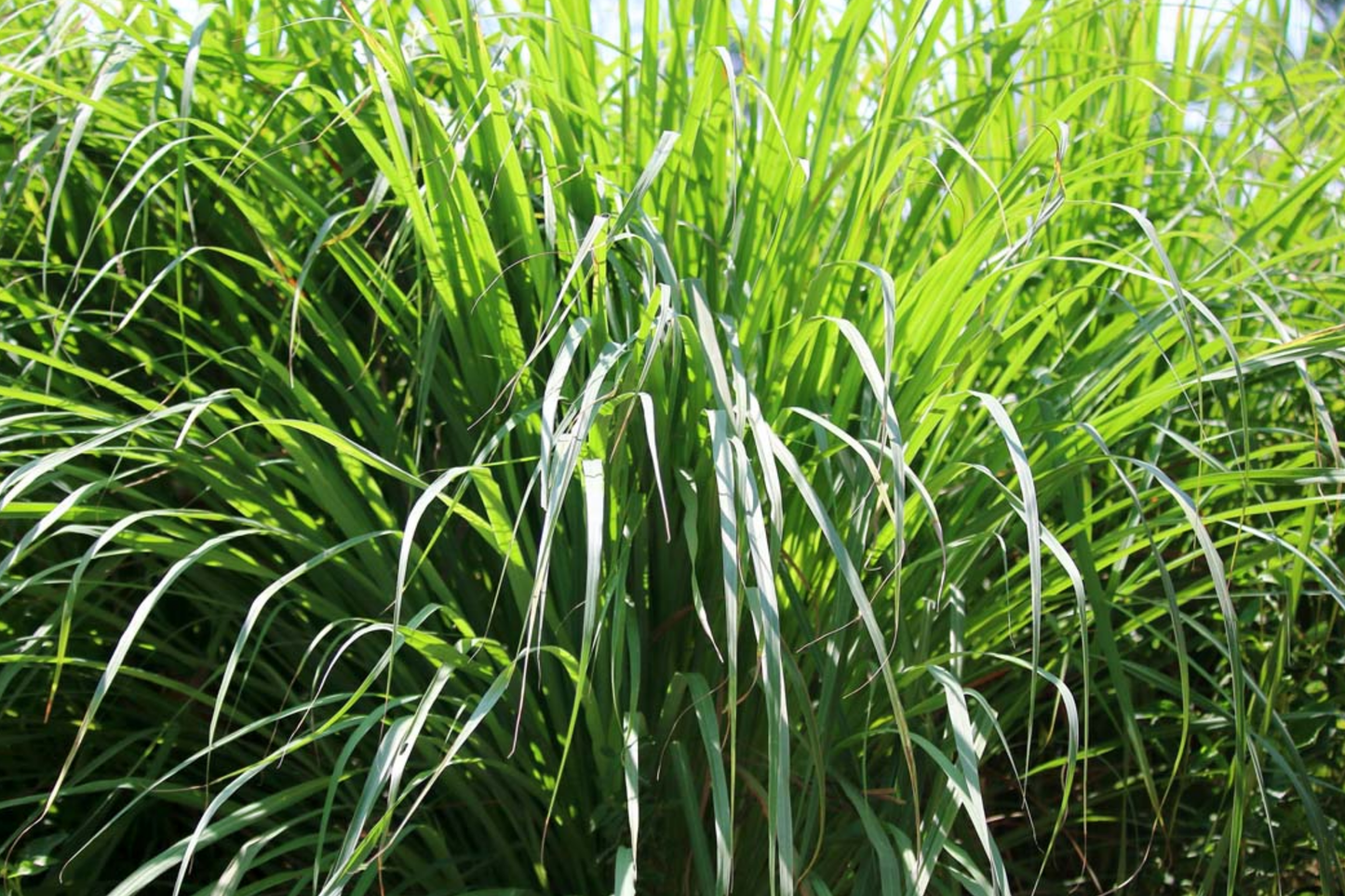 Lemon Grass Seeds 100 Count Cymbopogon flexuosus Aromatic Herb for Cooking & Tea, Perennial Plant