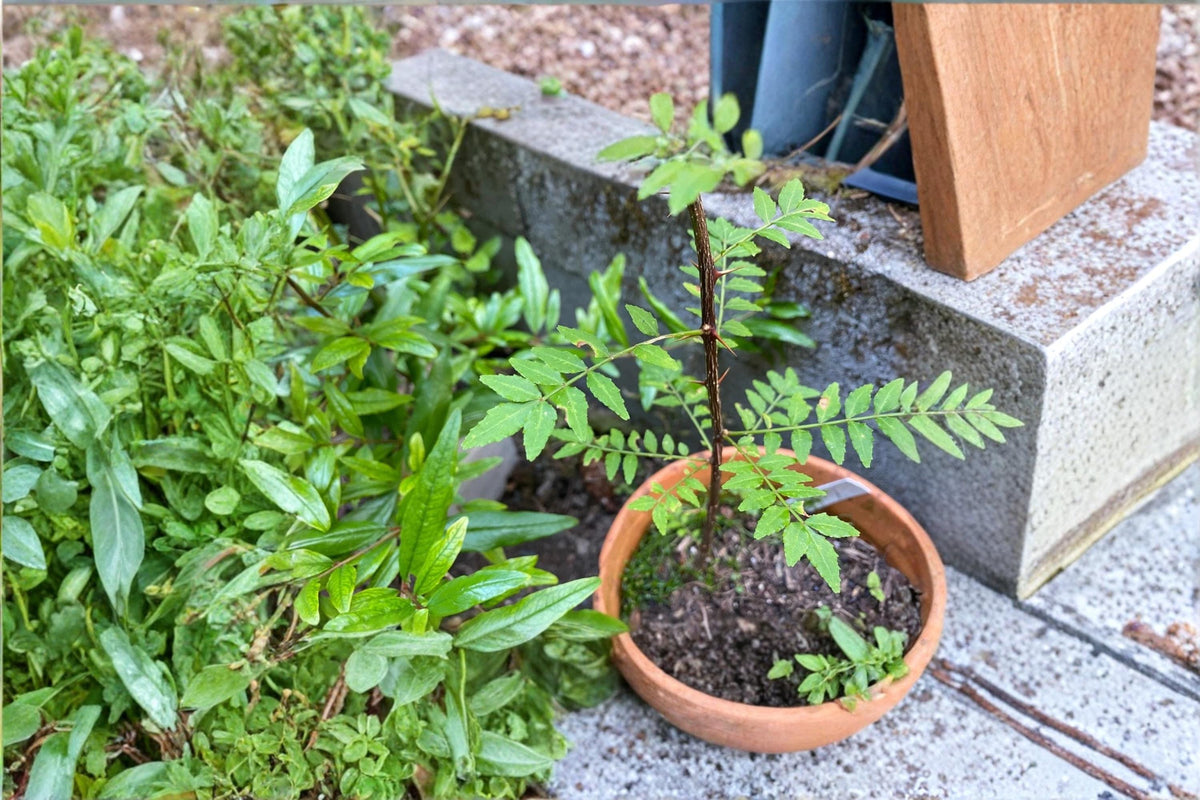 Sansho Cuttings 4 Pack - Japanese Pepper Tree - Zanthoxylum piperitum - Aromatic Shrub for Propagation