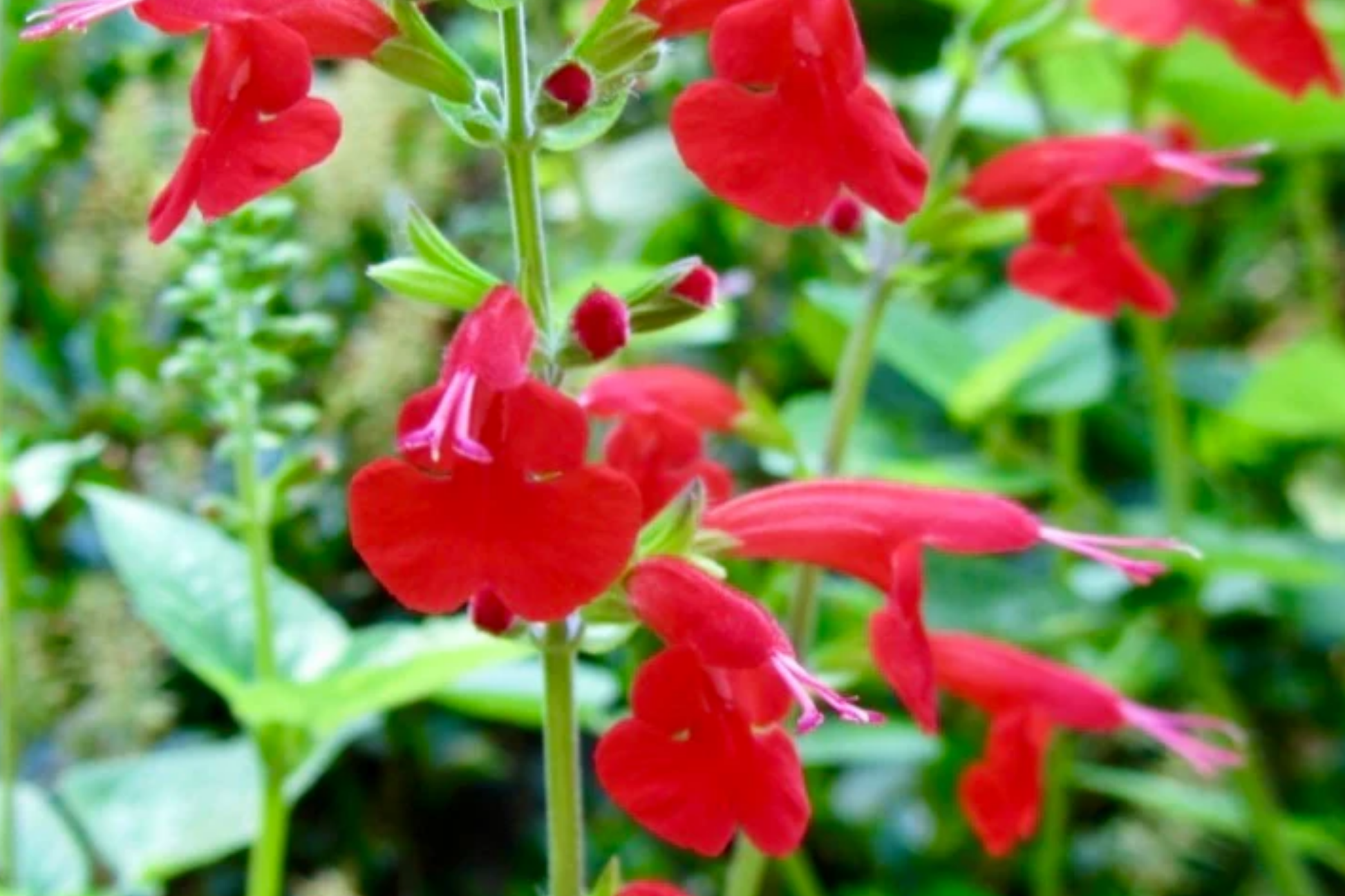 Scarlet Sage Seeds - 400 Count - Bright Red Salvia Coccinea Flowering Plant for Borders & Pollinator Gardens