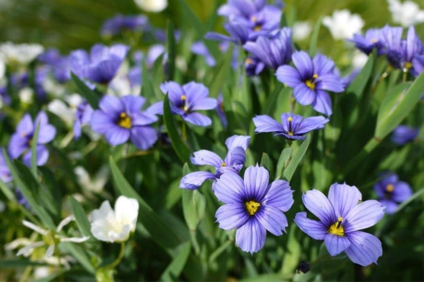 Purple Rain Polemonium Seeds - Jacob's Ladder Perennial Blue Flowering Plant, Shade Tolerant, 40+ Seeds