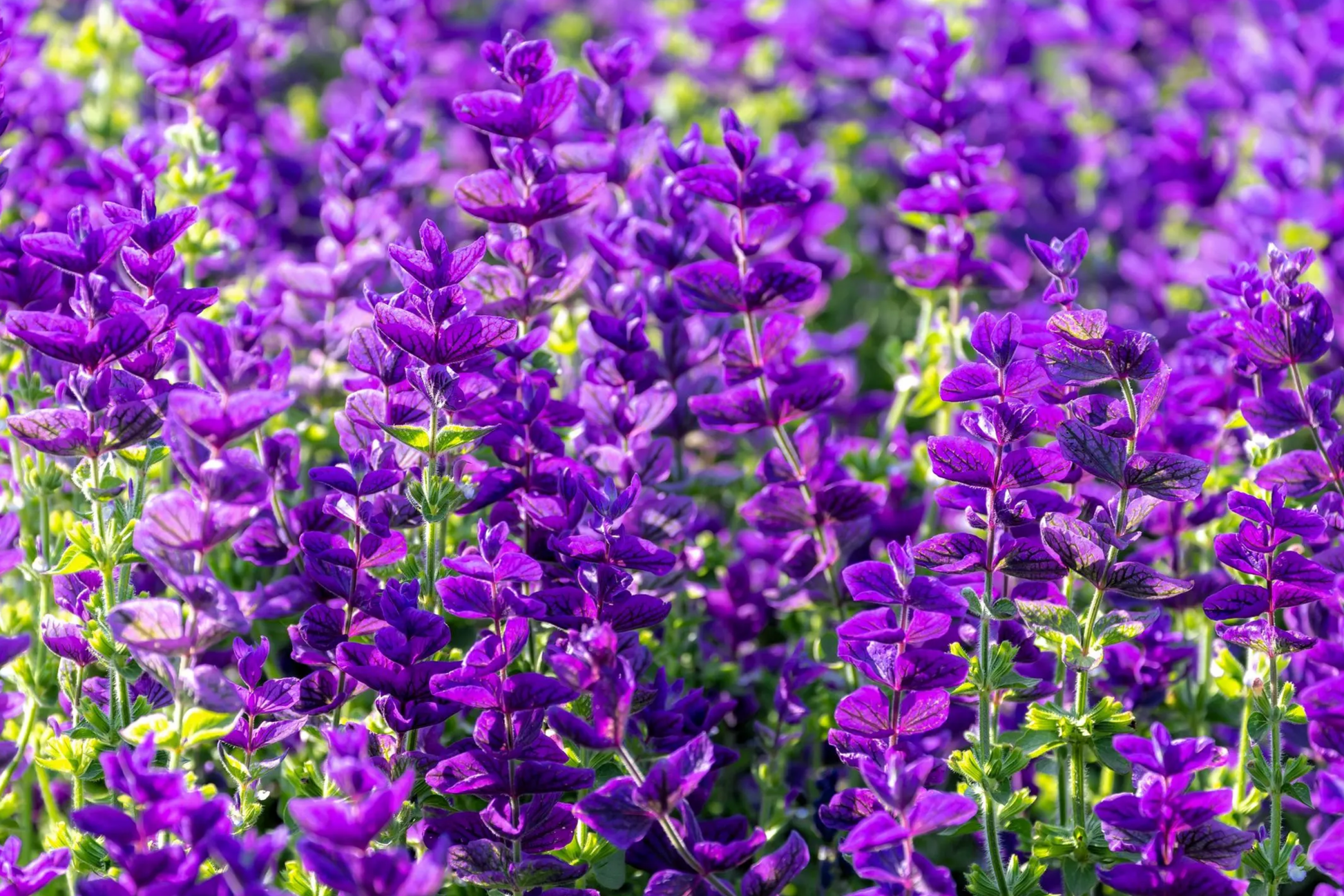 Salvia Seeds - Blue Monday 50 PCS - Vivid Purple-Blue Annual Flower - Salvia Horminum for Garden, Borders, Containers
